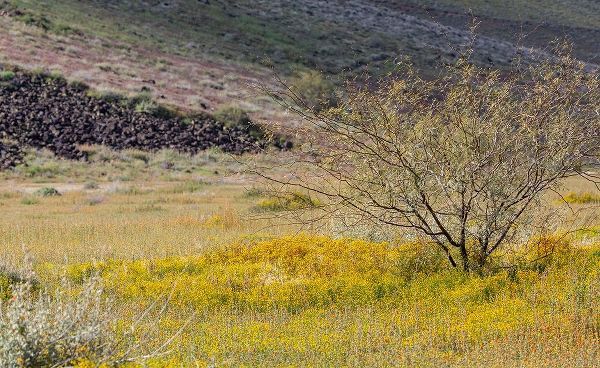 Arizona Wildflowers in field